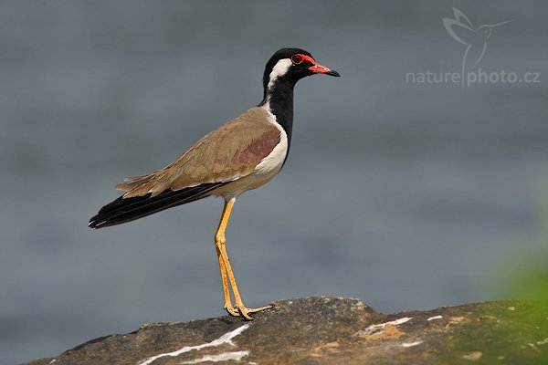 Čejka černoprsá (Vanellus indicus), Čejka černoprsá (Vanellus indicus), Red-watted Lapwing, Autor: Ondřej Prosický | NaturePhoto.cz, Model: Canon EOS-1D Mark III, Objektiv: Canon EF 400mm f/5.6 L USM, Ohnisková vzdálenost (EQ35mm): 520 mm, stativ Gitzo 1227 LVL, Clona: 6.3, Doba expozice: 1/1600 s, ISO: 200, Kompenzace expozice: -1/3, Blesk: Ne, Vytvořeno: 5. prosince 2007 9:59:46, Tissahamarama (Sri Lanka)