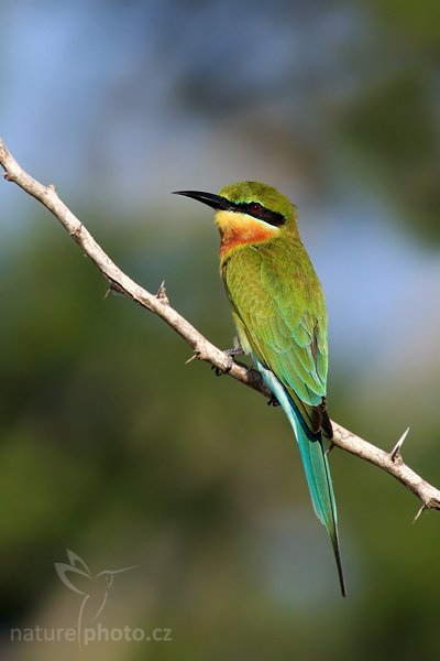 Vlha modroocasá (Merops philippinus), Vlha modroocasá (Merops philippinus), Blue-tailed Bee-eater, Autor: Ondřej Prosický | NaturePhoto.cz, Model: Canon EOS-1D Mark III, Objektiv: Canon EF 400mm f/5.6 L USM, Ohnisková vzdálenost (EQ35mm): 520 mm, stativ Gitzo 1227 LVL, Clona: 6.3, Doba expozice: 1/1000 s, ISO: 400, Kompenzace expozice: -2/3, Blesk: Ne, Vytvořeno: 28. listopadu 2007 7:56:58, Bundala National Park (Sri Lanka)