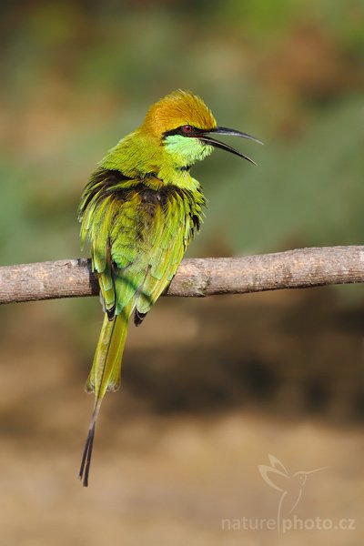 Vlha proměnlivá (Merops orientalis), Vlha proměnlivá (Merops orientalis), Little Green Bee-eater, Autor: Ondřej Prosický | NaturePhoto.cz, Model: Canon EOS-1D Mark III, Objektiv: Canon EF 400mm f/5.6 L USM, Ohnisková vzdálenost (EQ35mm): 520 mm, stativ Gitzo 1227 LVL, Clona: 5.6, Doba expozice: 1/1000 s, ISO: 400, Kompenzace expozice: -2/3, Blesk: Ne, Vytvořeno: 28. listopadu 2007 8:14:13, Bundala National Park (Sri Lanka)