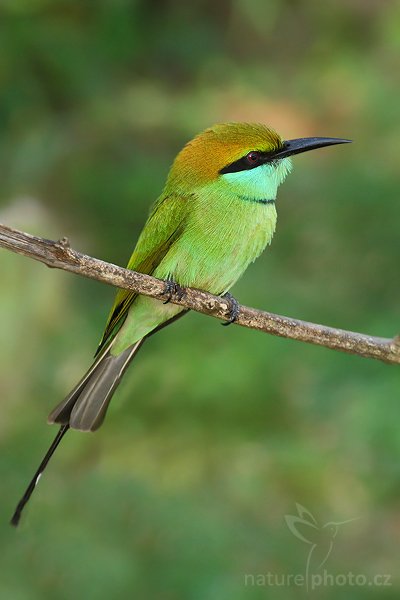 Vlha proměnlivá (Merops orientalis), Vlha proměnlivá = vlha východní (Merops orientalis), Little Green Bee-eater, Autor: Ondřej Prosický | NaturePhoto.cz, Model: Canon EOS-1D Mark III, Objektiv: Canon EF 400mm f/5.6 L USM, Ohnisková vzdálenost (EQ35mm): 520 mm, stativ Gitzo 1227 LVL, Clona: 5.6, Doba expozice: 1/160 s, ISO: 640, Kompenzace expozice: -1/3, Blesk: Ne, Vytvořeno: 28. listopadu 2007 8:11:48, Bundala National Park (Sri Lanka)