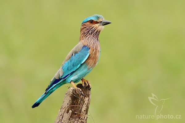 Mandelík indický (Coracias benghalensis), Mandelík indický (Coracias benghalensis), Indian Roller, Autor: Ondřej Prosický | NaturePhoto.cz, Model: Canon EOS-1D Mark III, Objektiv: Canon EF 400mm f/5.6 L USM, Ohnisková vzdálenost (EQ35mm): 520 mm, stativ Gitzo 1227 LVL, Clona: 6.3, Doba expozice: 1/400 s, ISO: 400, Kompenzace expozice: +2/3, Blesk: Ne, Vytvořeno: 4. prosince 2007 11:09:39, Uda Walawe National Park (Sri Lanka), Pozn.: ořez fotografie cca 30%