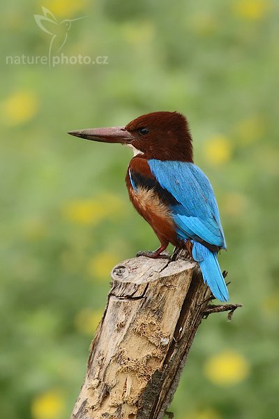 Ledňáček hnědohlavý (Halcyon smyrnensis), Ledňáček hnědohlavý (Halcyon smyrnensis), White-throated Kingfisher,Autor: Ondřej Prosický | NaturePhoto.cz, Model: Canon EOS-1D Mark III, Objektiv: Canon EF 400mm f/5.6 L USM, Ohnisková vzdálenost (EQ35mm): 520 mm, stativ Gitzo 1227 LVL, Clona: 5.6, Doba expozice: 1/320 s, ISO: 400, Kompenzace expozice: 0, Blesk: Ne, Vytvořeno: 5. prosince 2007 15:09:06, Tissahamarama (Sri Lanka)