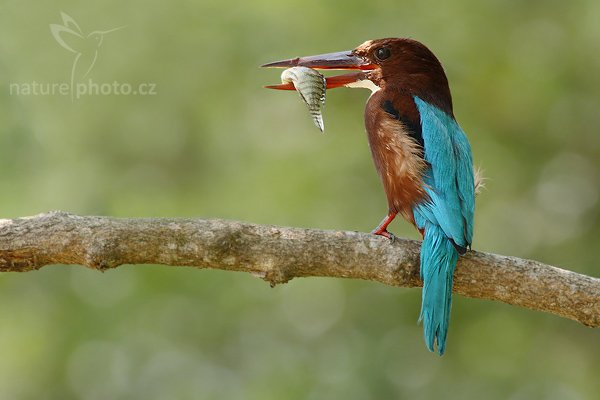 Ledňáček hnědohlavý (Halcyon smyrnensis), Ledňáček hnědohlavý (Halcyon smyrnensis), White-throated Kingfisher, Autor: Ondřej Prosický | NaturePhoto.cz, Model: Canon EOS-1D Mark III, Objektiv: Canon EF 400mm f/5.6 L USM, Ohnisková vzdálenost (EQ35mm): 520 mm, stativ Gitzo 1227 LVL, Clona: 7.1, Doba expozice: 1/160 s, ISO: 400, Kompenzace expozice: -1/3, Blesk: Ne, Vytvořeno: 27. listopadu 2007 10:45:12, Tissahamarama (Sri Lanka) Pozn.: ořez fotografie cca 30 %