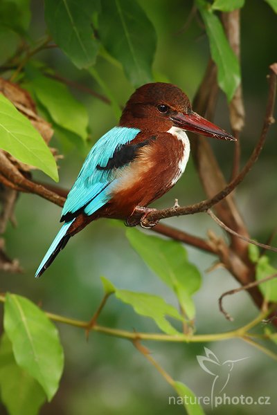 Ledňáček hnědohlavý (Halcyon smyrnensis), Ledňáček hnědohlavý (Halcyon smyrnensis), White-throated Kingfisher, Autor: Ondřej Prosický | NaturePhoto.cz, Model: Canon EOS-1D Mark III, Objektiv: Canon EF 400mm f/5.6 L USM, Ohnisková vzdálenost (EQ35mm): 520 mm, stativ Gitzo 1227 LVL, Clona: 5.6, Doba expozice: 1/60 s, ISO: 500, Kompenzace expozice: 0, Blesk: Ano, Vytvořeno: 8. prosince 2007 7:37:34, Madu River, Balapitiya (Sri Lanka)