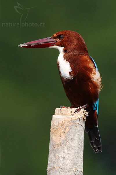 Ledňáček hnědohlavý (Halcyon smyrnensis), Ledňáček hnědohlavý (Halcyon smyrnensis), White-throated Kingfisher, Autor: Ondřej Prosický | NaturePhoto.cz, Model: Canon EOS-1D Mark III, Objektiv: Canon EF 400mm f/5.6 L USM, Ohnisková vzdálenost (EQ35mm): 520 mm, stativ Gitzo 1227 LVL, Clona: 6.3, Doba expozice: 1/250 s, ISO: 200, Kompenzace expozice: -1, Blesk: Ne, Vytvořeno: 26. listopadu 2007 10:11:41, Madu River, Balapitiya (Sri Lanka)