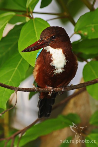 Ledňáček hnědohlavý (Halcyon smyrnensis), Ledňáček hnědohlavý (Halcyon smyrnensis), White-throated Kingfisher, Autor: Ondřej Prosický | NaturePhoto.cz, Model: Canon EOS-1D Mark III, Objektiv: Canon EF 400mm f/5.6 L USM, Ohnisková vzdálenost (EQ35mm): 520 mm, stativ Gitzo 1227 LVL, Clona: 6.3, Doba expozice: 1/60 s, ISO: 500, Kompenzace expozice: -1/3, Blesk: Ano, Vytvořeno: 8. prosince 2007 7:40:32, Madu River, Balapitiya (Sri Lanka)