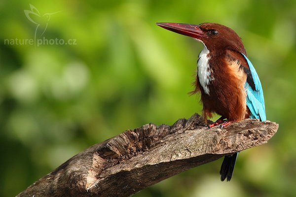 Ledňáček hnědohlavý (Halcyon smyrnensis), Ledňáček hnědohlavý (Halcyon smyrnensis), White-throated Kingfisher, Autor: Ondřej Prosický | NaturePhoto.cz, Model: Canon EOS-1D Mark III, Objektiv: Canon EF 400mm f/5.6 L USM, Ohnisková vzdálenost (EQ35mm): 520 mm, stativ Gitzo 1227 LVL, Clona: 6.3, Doba expozice: 1/640 s, ISO: 320, Kompenzace expozice: 0, Blesk: Ne, Vytvořeno: 13. prosince 2007 8:31:31, Madu River, Balapitiya (Sri Lanka)