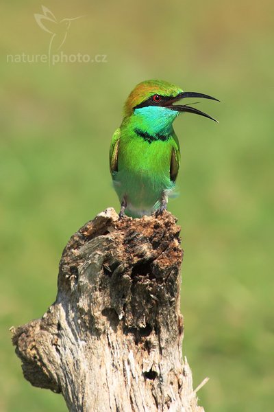 Vlha proměnlivá (Merops orientalis), Vlha proměnlivá (Merops orientalis), Little Green Bee-eater, Autor: Ondřej Prosický | NaturePhoto.cz, Model: Canon EOS-1D Mark III, Objektiv: Canon EF 400mm f/5.6 L USM, Ohnisková vzdálenost (EQ35mm): 520 mm, stativ Gitzo 1227 LVL, Clona: 5.6, Doba expozice: 1/400 s, ISO: 200, Kompenzace expozice: +1/3, Blesk: Ne, Vytvořeno: 28. listopadu 2007 9:41:28, Bundala National Park (Sri Lanka)