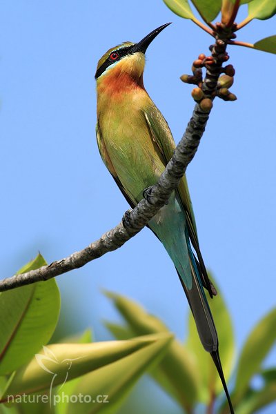 Vlha modroocasá (Merops philippinus), Vlha modroocasá (Merops philippinus), Blue-tailed Bee-eater, Autor: Ondřej Prosický | NaturePhoto.cz, Model: Canon EOS-1D Mark III, Objektiv: Canon EF 400mm f/5.6 L USM, Ohnisková vzdálenost (EQ35mm): 520 mm, stativ Gitzo 1227 LVL, Clona: 6.3, Doba expozice: 1/800 s, ISO: 200, Kompenzace expozice: -1, Blesk: Ne, Vytvořeno: 26. listopadu 2007 10:14:49, Madu River, Balapitiya (Sri Lanka)