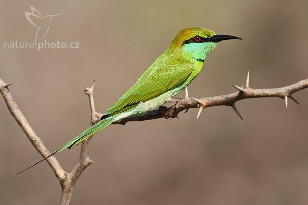 Vlha proměnlivá (Merops orientalis), Vlha proměnlivá = vlha východní (Merops orientalis), Little Green Bee-eater, Autor: Ondřej Prosický | NaturePhoto.cz, Model: Canon EOS-1D Mark III, Objektiv: Canon EF 400mm f/5.6 L USM, Ohnisková vzdálenost (EQ35mm): 520 mm, stativ Gitzo 1227 LVL, Clona: 5.6, Doba expozice: 1/800 s, ISO: 250, Kompenzace expozice: 0, Blesk: Ne, Vytvořeno: 6. prosince 2007 8:33:41, Bundala National Park (Sri Lanka)