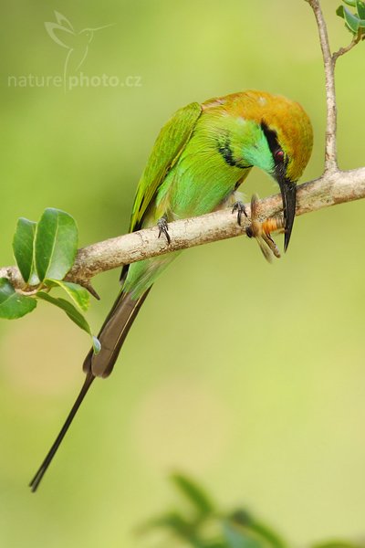 Vlha proměnlivá (Merops orientalis), Vlha proměnlivá (Merops orientalis), Little Green Bee-eater, Autor: Ondřej Prosický | NaturePhoto.cz, Model: Canon EOS-1D Mark III, Objektiv: Canon EF 400mm f/5.6 L USM, Ohnisková vzdálenost (EQ35mm): 520 mm, stativ Gitzo 1227 LVL, Clona: 6.3, Doba expozice: 1/300 s, ISO: 500, Kompenzace expozice: 0, Blesk: Ano, Vytvořeno: 4. prosince 2007 9:36:20, Bundala National Park (Sri Lanka)