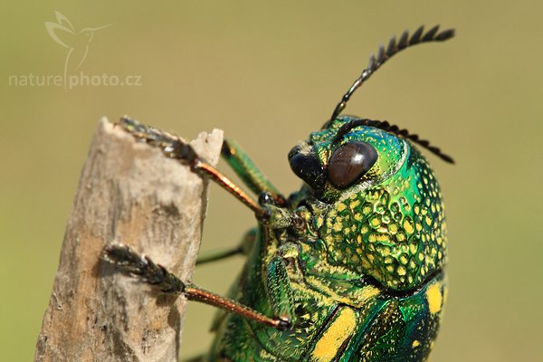 Krasec (Sternocera sternicornis), Krasec (Sternocera sternicornis), Autor: Ondřej Prosický | NaturePhoto.cz, Model: Canon EOS-1D Mark III, Objektiv: Canon EF 100mm f/2.8 Macro USM, Ohnisková vzdálenost (EQ35mm): 130 mm, stativ Gitzo 1227 LVL, Clona: 8.0, Doba expozice: 1/200 s, ISO: 320, Kompenzace expozice: 0, Blesk: Ano, Vytvořeno: 10. prosince 2007 10:19:39, Kirinda, Yala (Sri Lanka)