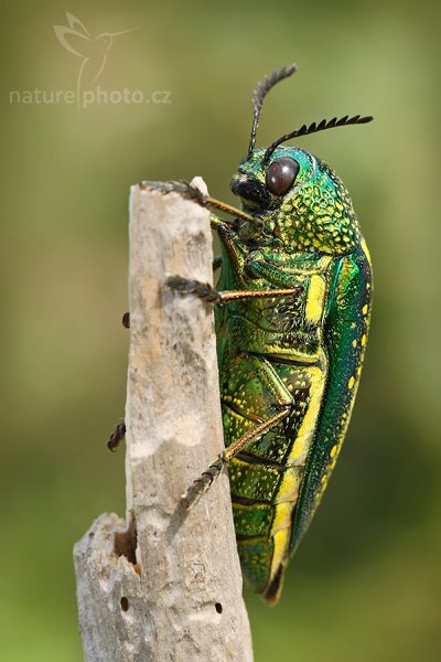 Krasec (Sternocera sternicornis), Krasec (Sternocera sternicornis), Autor: Ondřej Prosický | NaturePhoto.cz, Model: Canon EOS-1D Mark III, Objektiv: Canon EF 100mm f/2.8 Macro USM, Ohnisková vzdálenost (EQ35mm): 130 mm, stativ Gitzo 1227 LVL, Clona: 8.0, Doba expozice: 1/200 s, ISO: 320, Kompenzace expozice: 0, Blesk: Ano, Vytvořeno: 10. prosince 2007 10:18:14, Kirinda, Yala (Sri Lanka)