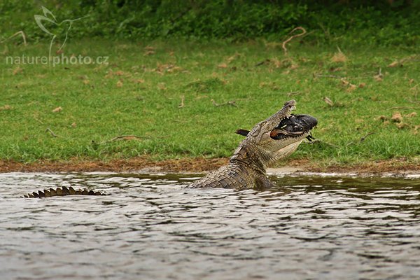 Krokodýl bahenní (Crocodylus palustris), Krokodýl bahenní(Crocodylus palustris), Marsh Crocodile, Autor: Ondřej Prosický | NaturePhoto.cz, Model: Canon EOS-1D Mark III, Objektiv: Canon EF 400mm f/5.6 L USM, Ohnisková vzdálenost (EQ35mm): 520 mm, stativ Gitzo 1227 LVL, Clona: 5.6, Doba expozice: 1/320 s, ISO: 640, Kompenzace expozice: 0, Blesk: Ne, Vytvořeno: 11. prosince 2007 9:54:57, Bundala National Park (Sri Lanka)