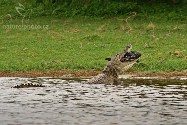 Krokodýl bahenní (Crocodylus palustris), Krokodýl bahenní(Crocodylus palustris), Marsh Crocodile, Autor: Ondřej Prosický | NaturePhoto.cz, Model: Canon EOS-1D Mark III, Objektiv: Canon EF 400mm f/5.6 L USM, Ohnisková vzdálenost (EQ35mm): 520 mm, stativ Gitzo 1227 LVL, Clona: 5.6, Doba expozice: 1/320 s, ISO: 640, Kompenzace expozice: 0, Blesk: Ne, Vytvořeno: 11. prosince 2007 9:54:57, Bundala National Park (Sri Lanka)