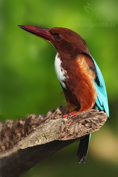 Ledňáček hnědohlavý (Halcyon smyrnensis), Ledňáček hnědohlavý (Halcyon smyrnensis), White-throated Kingfisher, Autor: Ondřej Prosický | NaturePhoto.cz, Model: Canon EOS-1D Mark III, Objektiv: Canon EF 400mm f/5.6 L USM, Ohnisková vzdálenost (EQ35mm): 520 mm, stativ Gitzo 1227 LVL, fotografováno z lodi, Clona: 6.3, Doba expozice: 1/640 s, ISO: 320, Kompenzace expozice: 0, Blesk: Ne, Vytvořeno: 13. prosince 2007 8:33:12, řeka Madu, Balapitiya (Sri Lanka)