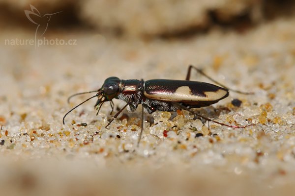 Svižník (Cicindela sp.), Blíže neurčený svižník, Autor: Ondřej Prosický | NaturePhoto.cz, Model: Canon EOS-1D Mark III, Objektiv: Canon EF 100mm f/2.8 Macro USM, Ohnisková vzdálenost (EQ35mm): 130 mm, fotografováno z ruky, Clona: 8.0, Doba expozice: 1/200 s, ISO: 250, Kompenzace expozice: +1/3, Blesk: Ne, Vytvořeno: 10. prosince 2007 11:17:38, Kirinda, Yala (Sri Lanka)