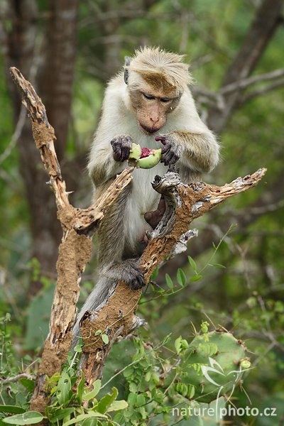 Makak bandar (Macaca sinica), Makak bandar (Macaca sinica), Toque macaque, Autor: Ondřej Prosický | NaturePhoto.cz, Model: Canon EOS 20D, Objektiv: Canon EF 200mm f/2.8 L USM, Ohnisková vzdálenost (EQ35mm): 320 mm, stativ Gitzo 1227 LVL, Clona: 5.6, Doba expozice: 1/320 s, ISO: 200, Kompenzace expozice: -1/3, Blesk: Ne, Vytvořeno: 11. prosince 2007 7:20:54, Bundala National Park (Sri Lanka)