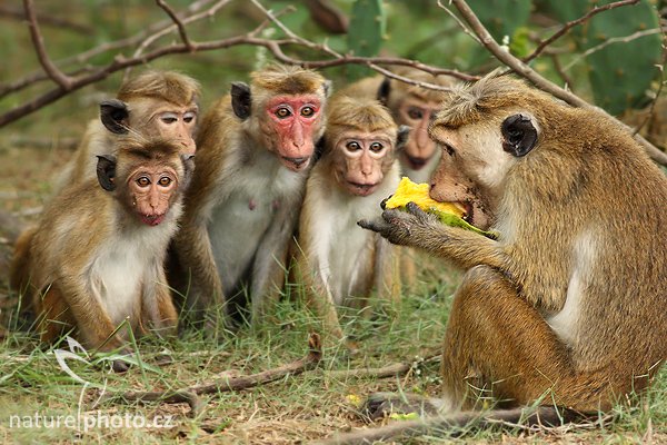 Makak bandar (Macaca sinica), Makak bandar (Macaca sinica), Toque macaque, Autor: Ondřej Prosický | NaturePhoto.cz, Model: Canon EOS-1D Mark III, Objektiv: Canon EF 400mm f/5.6 L USM, Ohnisková vzdálenost (EQ35mm): 520 mm, stativ Gitzo 1227 LVL, Clona: 5.6, Doba expozice: 1/125 s, ISO: 1250, Kompenzace expozice: -1/3, Blesk: Ne, Vytvořeno: 11. prosince 2007 7:06:07, Bundala National Park (Sri Lanka)