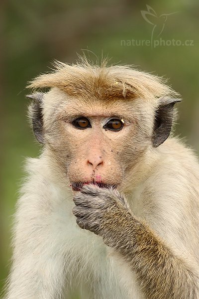 Makak bandar (Macaca sinica), Makak bandar (Macaca sinica), Toque macaque, Autor: Ondřej Prosický | NaturePhoto.cz, Model: Canon EOS-1D Mark III, Objektiv: Canon EF 400mm f/5.6 L USM, Ohnisková vzdálenost (EQ35mm): 520 mm, stativ Gitzo 1227 LVL, Clona: 5.6, Doba expozice: 1/640 s, ISO: 400, Kompenzace expozice: 0, Blesk: Ne, Vytvořeno: 11. prosince 2007 10:48:56, Bundala National Park (Sri Lanka)
Pozn.: Výřez fotografie.