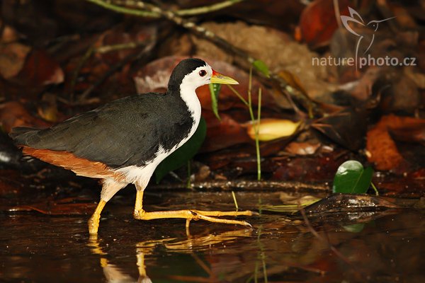 Chřástal běloprsý (Amaurornis phoenicurus), Chřástal běloprsý (Amaurornis phoenicurus phoenicurus), White-breasted Waterhen, Autor: Ondřej Prosický | NaturePhoto.cz, Model: Canon EOS-1D Mark III, Objektiv: Canon EF 400mm f/5.6 L USM, Ohnisková vzdálenost (EQ35mm): 520 mm, stativ Gitzo 1227 LVL, Clona: 5.6, Doba expozice: 1/500 s, ISO: 1000, Kompenzace expozice: 0, Blesk: Ne, Vytvořeno: 13. prosince 2007 7:17:48, Bundala National Park (Sri Lanka)