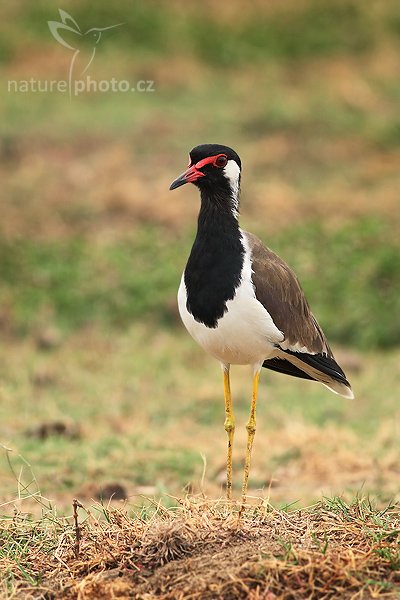 Čejka černoprsá (Vanellus indicus), Čejka černoprsá (Vanellus indicus), Red-watted Lapwing, Autor: Ondřej Prosický | NaturePhoto.cz, Model: Canon EOS-1D Mark III, Objektiv: Canon EF 400mm f/5.6 L USM, Ohnisková vzdálenost (EQ35mm): 520 mm, stativ Gitzo 1227 LVL, Clona: 7.1, Doba expozice: 1/320 s, ISO: 500, Kompenzace expozice: +2/3, Blesk: Ne, Vytvořeno: 11. prosince 2007 8:55:09, Bundala National Park (Sri Lanka)