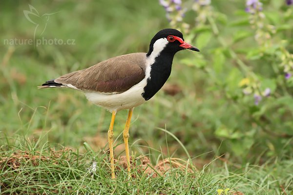 Čejka černoprsá (Vanellus indicus), Čejka černoprsá (Vanellus indicus), Red-watted Lapwing, Autor: Ondřej Prosický | NaturePhoto.cz, Model: Canon EOS-1D Mark III, Objektiv: Canon EF 400mm f/5.6 L USM, Ohnisková vzdálenost (EQ35mm): 520 mm, stativ Gitzo 1227 LVL, Clona: 5.6, Doba expozice: 1/250 s, ISO: 500, Kompenzace expozice: +2/3, Blesk: Ano, Vytvořeno: 11. prosince 2007 10:37:32, Bundala National Park (Sri Lanka)