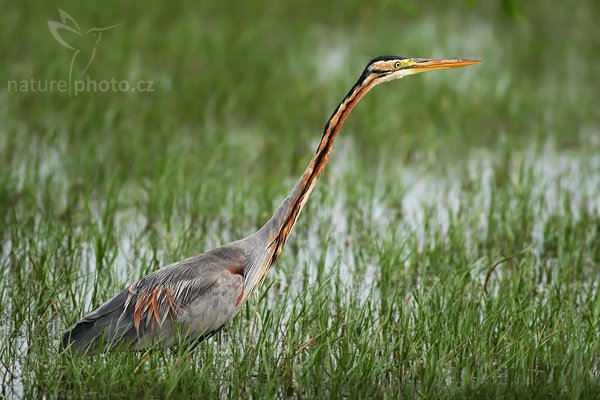 Volavka červená čínská (Ardea purpurea manilensis), Volavka červená čínská (Ardea purpurea manilensis), Purple Heron, Autor: Ondřej Prosický | NaturePhoto.cz, Model: Canon EOS-1D Mark III, Objektiv: Canon EF 400mm f/5.6 L USM, Ohnisková vzdálenost (EQ35mm): 520 mm, stativ Gitzo 1227 LVL, Clona: 5.6, Doba expozice: 1/300 s, ISO: 160, Kompenzace expozice: 0, Blesk: Ano, Vytvořeno: 11. prosince 2007 9:21:41, Bundala National Park (Sri Lanka)