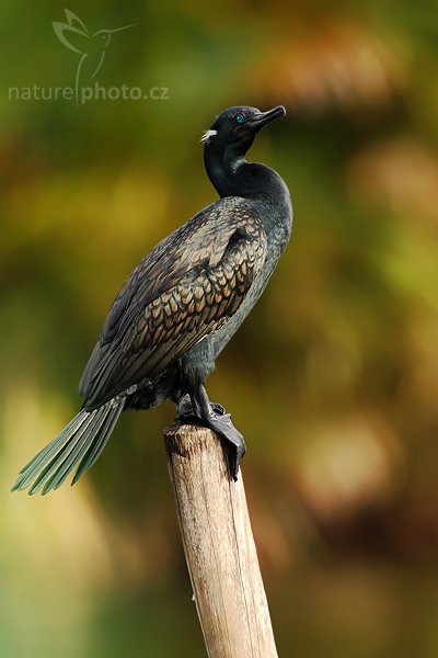 Kormorán indomalajský (Phalacrocorax fuscicollis), Kormorán indomalajský (Phalacrocorax fuscicollis), Indian Cormorant, Autor: Ondřej Prosický | NaturePhoto.cz, Model: Canon EOS-1D Mark III, Objektiv: Canon EF 400mm f/5.6 L USM, Ohnisková vzdálenost (EQ35mm): 520 mm, stativ Gitzo 1227 LVL, fotografovnno z lodi, Clona: 5.6, Doba expozice: 1/500 s, ISO: 320, Kompenzace expozice: 0, Blesk: Ne, Vytvořeno: 13. prosince 2007 8:10:21, řeka Madu, Balapitiya (Sri Lanka)