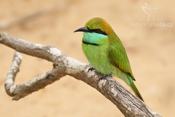 Vlha proměnlivá (Merops orientalis), Vlha proměnlivá (Merops orientalis), Little Green Bee-eater, Autor: Ondřej Prosický | NaturePhoto.cz, Model: Canon EOS-1D Mark III, Objektiv: Canon EF 400mm f/5.6 L USM, Ohnisková vzdálenost (EQ35mm): 520 mm, stativ Gitzo 1227 LVL, Clona: 5.6, Doba expozice: 1/300 s, ISO: 320, Kompenzace expozice: 0, Blesk: Ano, Vytvořeno: 11. prosince 2007 7:59:15, Bundala National Park (Sri Lanka)