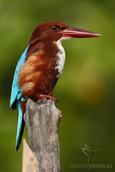 Ledňáček hnědohlavý (Halcyon smyrnensis), Ledňáček hnědohlavý (Halcyon smyrnensis), White-throated Kingfisher, Autor: Ondřej Prosický | NaturePhoto.cz, Model: Canon EOS-1D Mark III, Objektiv: Canon EF 400mm f/5.6 L USM, Ohnisková vzdálenost (EQ35mm): 520 mm, stativ Gitzo 1227 LVL, fotografovnáno z lodi, Clona: 5.6, Doba expozice: 1/500 s, ISO: 250, Kompenzace expozice: 0, Blesk: Ano, Vytvořeno: 13. prosince 2007 8:27:36, řeka Madu, Balapitiya (Sri Lanka)