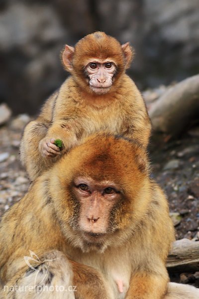 Makak magot (Macaca sylvanus), Makak magot (Macaca sylvanus), Barbary macaque, Autor: Ondřej Prosický | NaturePhoto.cz, Model: Canon EOS-1D Mark III, Objektiv: Canon EF 400mm f/5.6 L USM, Ohnisková vzdálenost (EQ35mm): 520 mm, stativ Gitzo 1227 LVL, Clona: 5.6, Doba expozice: 1/320 s, ISO: 640, Kompenzace expozice: -1/3, Blesk: Ne, Vytvořeno: 20. ledna 2008 10:20:18, ZOO Praha - Troja (Česko)