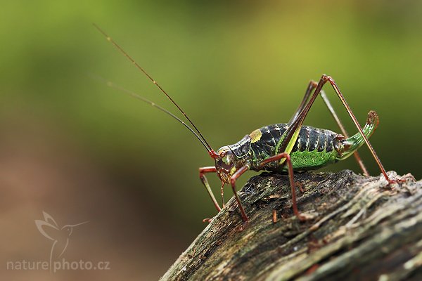 Kobylka smrková (Barbitistes constrictus), Kobylka smrková (Barbitistes constrictus), Autor: Ondřej Prosický | NaturePhoto.cz, Model: Canon EOS-1D Mark III, Objektiv: Canon EF 100mm f/2.8 Macro USM, Ohnisková vzdálenost (EQ35mm): 130 mm, stativ Gitzo 1227 LVL, Clona: 5.6, Doba expozice: 1/30 s, ISO: 640, Kompenzace expozice: -1/3, Blesk: Ano, Vytvořeno: 29. září 2007 15:18:42,NP České Švýcarsko (Česko)