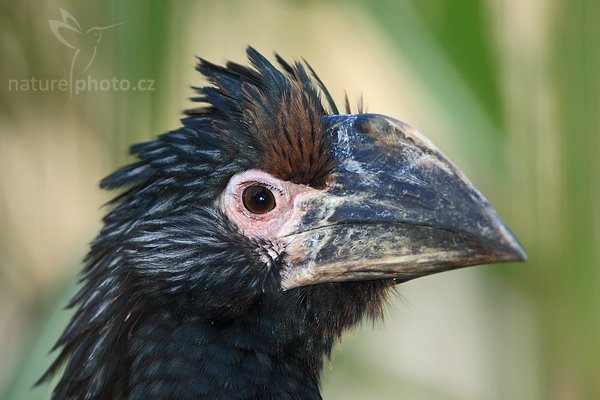 Zoborožec křiklavý (Bycanistes bucinator), Zoborožec křiklavý (Bycanistes bucinator), Trumpeter Hornbill, mladý pták, Autor: Ondřej Prosický | NaturePhoto.cz, Model: Canon EOS-1D Mark III, Objektiv: Canon EF 400mm f/5.6 L USM, Ohnisková vzdálenost (EQ35mm): 520 mm, stativ Gitzo 1227 LVL, Clona: 5.6, Doba expozice: 1/200 s, ISO: 320, Kompenzace expozice: 0, Blesk: Ano, Vytvořeno: 17. října 2007 14:55:29, ZOO Dvůr Králové (Česko)