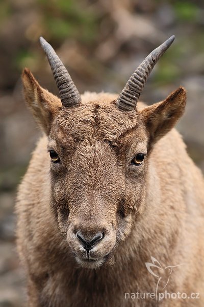 Tahr himálajský (Hemitragus jemlahicus), Tahr himálajský (Hemitragus jemlahicus), Himalayan Tahr, Autor: Ondřej Prosický | NaturePhoto.cz, Model: Canon EOS-1D Mark III, Objektiv: Canon EF 400mm f/5.6 L USM, Ohnisková vzdálenost (EQ35mm): 520 mm, stativ Gitzo 1227 LVL, Clona: 5.6, Doba expozice: 1/160 s, ISO: 800, Kompenzace expozice: -1/3, Blesk: Ne, Vytvořeno: 27. ledna 2008 9:36:47, ZOO Praha - Troja (Česko)