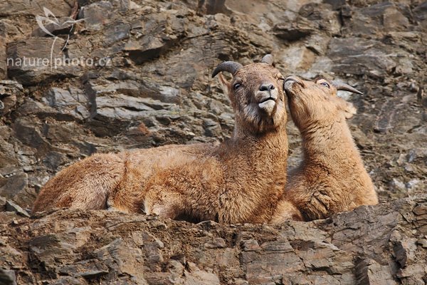 Tahr himálajský (Hemitragus jemlahicus), Tahr himálajský (Hemitragus jemlahicus), Himalayan Tahr, Autor: Ondřej Prosický | NaturePhoto.cz, Model: Canon EOS-1D Mark III, Objektiv: Canon EF 400mm f/5.6 L USM, Ohnisková vzdálenost (EQ35mm): 520 mm, stativ Gitzo 1227 LVL, Clona: 5.6, Doba expozice: 1/320 s, ISO: 640, Kompenzace expozice: 0, Blesk: Ne, Vytvořeno: 20. ledna 2008 10:26:58, ZOO Praha - Troja (Česko)