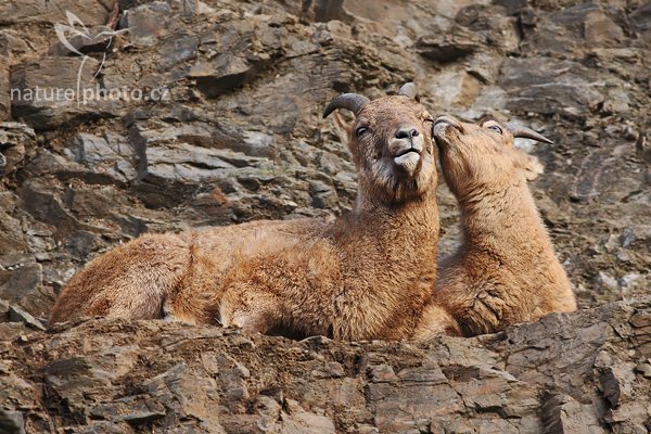 Tahr himálajský (Hemitragus jemlahicus), Tahr himálajský (Hemitragus jemlahicus), Himalayan Tahr, Autor: Ondřej Prosický | NaturePhoto.cz, Model: Canon EOS-1D Mark III, Objektiv: Canon EF 400mm f/5.6 L USM, Ohnisková vzdálenost (EQ35mm): 520 mm, stativ Gitzo 1227 LVL, Clona: 5.6, Doba expozice: 1/320 s, ISO: 640, Kompenzace expozice: 0, Blesk: Ne, Vytvořeno: 20. ledna 2008 10:26:58, ZOO Praha - Troja (Česko)