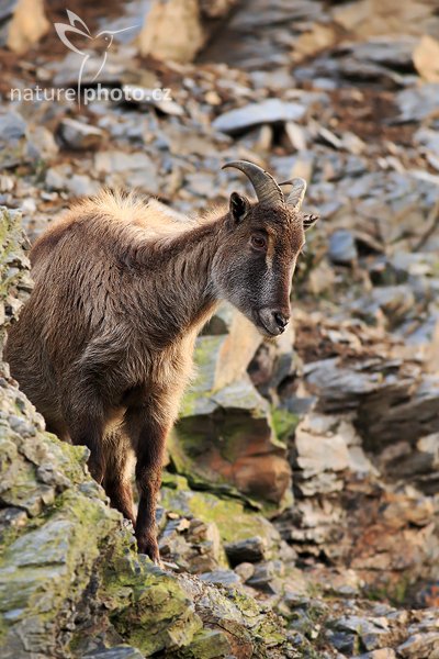 Tahr himálajský (Hemitragus jemlahicus), Tahr himálajský (Hemitragus jemlahicus), Himalayan Tahr, Autor: Ondřej Prosický | NaturePhoto.cz, Model: Canon EOS-1D Mark III, Objektiv: Canon EF 400mm f/5.6 L USM, Ohnisková vzdálenost (EQ35mm): 520 mm, stativ Gitzo 1227 LVL, Clona: 5.6, Doba expozice: 1/200 s, ISO: 640, Kompenzace expozice: 0, Blesk: Ne, Vytvořeno: 20. ledna 2008 10:30:17, ZOO Praha - Troja (Česko)