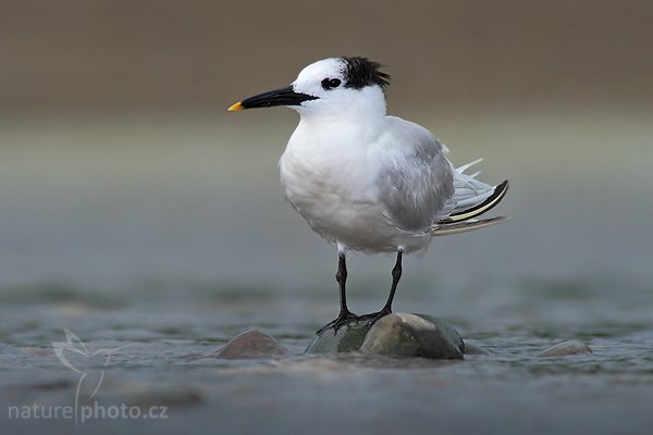 Rybák severní (Thalasseus sandvicensis), Rybák severní (Thalasseus sandvicensis), Sandwich Tern, Autor: Ondřej Prosický | NaturePhoto.cz, Model: Canon EOS 20D, Objektiv: Canon EF 400mm f/5.6 L USM, Ohnisková vzdálenost (EQ35mm): 640 mm, stativ Gitzo 1227 LVL, Clona: 8.0, Doba expozice: 1/250 s, ISO: 100, Kompenzace expozice: -2/3, Blesk: Ano, Vytvořeno: 12. prosince 2006 14:10:18, Dominical (Kostarika)