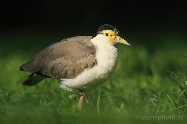 Čejka australská (Vanellus miles), Čejka australská (Vanellus miles), Masked Lapwings, Autor: Ondřej Prosický | NaturePhoto.cz, Model: Canon EOS-1D Mark III, Objektiv: Canon EF 400mm f/5.6 L USM, Ohnisková vzdálenost (EQ35mm): 520 mm, stativ Gitzo 1227 LVL, Clona: 5.6, Doba expozice: 1/1250 s, ISO: 400, Kompenzace expozice: -1, Blesk: Ne, Vytvořeno: 17. října 2007 14:17:54, ZOO Dvůr Králové (Česko)