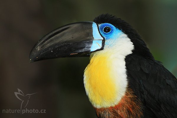 Tukan bělolící (Ramphastos vitellinus), Tukan bělolící (Ramphastos vitellinus), Channel-billed Toucan, Autor: Ondřej Prosický | NaturePhoto.cz, Model: Canon EOS-1D Mark III, Objektiv: Canon EF 400mm f/5.6 L USM, Ohnisková vzdálenost (EQ35mm): 520 mm, stativ Gitzo 1227 LVL, Clona: 5.6, Doba expozice: 1/300 s, ISO: 800, Kompenzace expozice: 0, Blesk: Ano, Vytvořeno: 17. října 2007 14:44:51, ZOO Dvůr Králové (Česko)