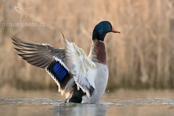 Kachna divoká (Anas platyrhynchos), Kachna divoká (Anas platyrhynchos), Mallard, Autor: Ondřej Prosický | NaturePhoto.cz, Model: Canon EOS-1D Mark III, Objektiv: Canon EF 400mm f/5.6 L USM, Ohnisková vzdálenost (EQ35mm): 520 mm, stativ Gitzo 1227 LVL, Clona: 5.6, Doba expozice: 1/320 s, ISO: 320, Kompenzace expozice: 0, Blesk: Ano, Vytvořeno: 26. ledna 2008 10:44:20, Praha - Troja (Česko)