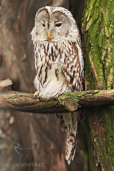 Puštík bělavý (Strix uralensis), Puštík bělavý (Strix uralensis), Ural Owl, Autor: Ondřej Prosický | NaturePhoto.cz, Model: Canon EOS-1D Mark III, Objektiv: Canon EF 200mm f/2.8 L USM, Ohnisková vzdálenost (EQ35mm): 260 mm, stativ Gitzo 1227 LVL, Clona: 4.5, Doba expozice: 1/125 s, ISO: 400, Kompenzace expozice: -1/3, Blesk: Ano, Vytvořeno: 20. ledna 2008 14:09:16, ZOO Praha - Troja (Česko)