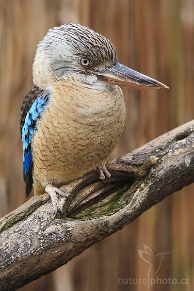 Ledňák modrokřídlý (Dacelo leachii), Ledňák modrokřídlý (Dacelo leachii) = ledňák kakabura, Blue-winged Kookaburra, Autor: Ondřej Prosický | NaturePhoto.cz, Model: Canon EOS-1D Mark III, Objektiv: Canon EF 200mm f/2.8 L USM + TC Canon 1.4x, Ohnisková vzdálenost (EQ35mm): 364 mm, stativ Gitzo 1227 LVL, Clona: 4.0, Doba expozice: 1/200 s, ISO: 400, Kompenzace expozice: 0, Blesk: Ano, Vytvořeno: 20. ledna 2008 11:25:01, ZOO Praha - Troja (Česko)