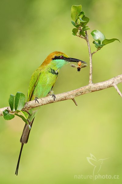 Vlha proměnlivá (Merops orientalis), Vlha proměnlivá = vlha východní (Merops orientalis), Little Green Bee-eater, Autor: Ondřej Prosický | NaturePhoto.cz, Model: Canon EOS-1D Mark III, Objektiv: Canon EF 400mm f/5.6 L USM, Ohnisková vzdálenost (EQ35mm): 520 mm, stativ Gitzo 1227 LVL, Clona: 6.3, Doba expozice: 1/300 s, ISO: 500, Kompenzace expozice: 0, Blesk: Ano, Vytvořeno: 4. prosince 2007 9:36:10, Bundala National Park (Sri Lanka)