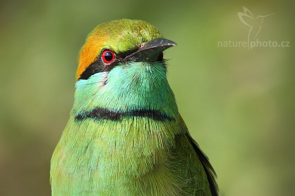 Vlha proměnlivá (Merops orientalis), Vlha proměnlivá = vlha východní (Merops orientalis), Little Green Bee-eater, Autor: Ondřej Prosický | NaturePhoto.cz, Model: Canon EOS-1D Mark III, Objektiv: Canon EF 400mm f/5.6 L USM, Ohnisková vzdálenost (EQ35mm): 520 mm, stativ Gitzo 1227 LVL, Clona: 6.3, Doba expozice: 1/250 s, ISO: 400, Kompenzace expozice: 0, Blesk: Ne, Vytvořeno: 28. listopadu 2007 8:08:32, Bundala National Park (Sri Lanka) Pozn.: výřez fotografie