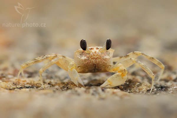 ???, zatím neurčeno, Autor: Ondřej Prosický | NaturePhoto.cz, Model: Canon EOS-1D Mark III, Objektiv: Canon EF 400mm f/5.6 L USM, Ohnisková vzdálenost (EQ35mm): 130 mm, stativ Gitzo 1227 LVL, Clona: 7.1, Doba expozice: 1/500 s, ISO: 400, Kompenzace expozice: 0, Blesk: Ne, Vytvořeno: 11. prosince 2007 12:03:57, Bundala National Park (Sri Lanka)