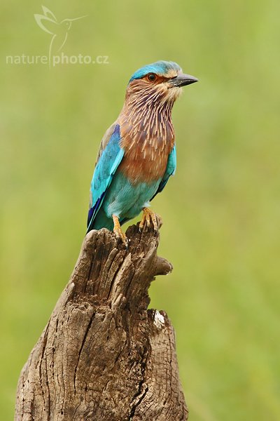 Mandelík indický (Coracias benghalensis), Mandelík indický (Coracias benghalensis), Indian Roller, Autor: Ondřej Prosický | NaturePhoto.cz, Model: Canon EOS-1D Mark III, Objektiv: Canon EF 400mm f/5.6 L USM, Ohnisková vzdálenost (EQ35mm): 520 mm, stativ Gitzo 1227 LVL, Clona: 6.3, Doba expozice: 1/400 s, ISO: 400, Kompenzace expozice: +2/3, Blesk: Ne, Vytvořeno: 4. prosince 2007 11:09:39, Uda Walawe National Park (Sri Lanka), Pozn.: ořez fotografie cca 30%