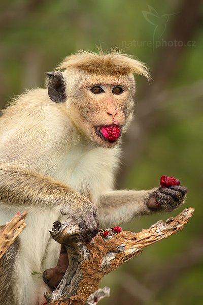 Makak bandar (Macaca sinica), Makak bandar (Macaca sinica), Toque macaque, Autor: Ondřej Prosický | NaturePhoto.cz, Model: Canon EOS-1D Mark III, Objektiv: Canon EF 400mm f/5.6 L USM, Ohnisková vzdálenost (EQ35mm): 520 mm, stativ Gitzo 1227 LVL, Clona: 5.6, Doba expozice: 1/300 s, ISO: 400, Kompenzace expozice: 0, Blesk: Ano, Vytvořeno: 11. prosince 2007 10:50:30, Bundala National Park (Sri Lanka)