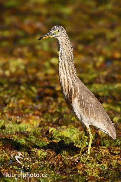 Volavka hnědohřbetá (Ardeola grayii), Volavka hnědohřbetá (Ardeola grayii grayii), Indian Pond Heron, Autor: Ondřej Prosický | NaturePhoto.cz, Model: Canon EOS-1D Mark III, Objektiv: Canon EF 400mm f/5.6 L USM, Ohnisková vzdálenost (EQ35mm): 520 mm, stativ Gitzo 1227 LVL, Clona: 5.6, Doba expozice: 1/640 s, ISO: 320, Kompenzace expozice: -1/3, Blesk: Ne, Vytvořeno: 6. prosince 2007 8:39:42, Bundala National Park (Sri Lanka)